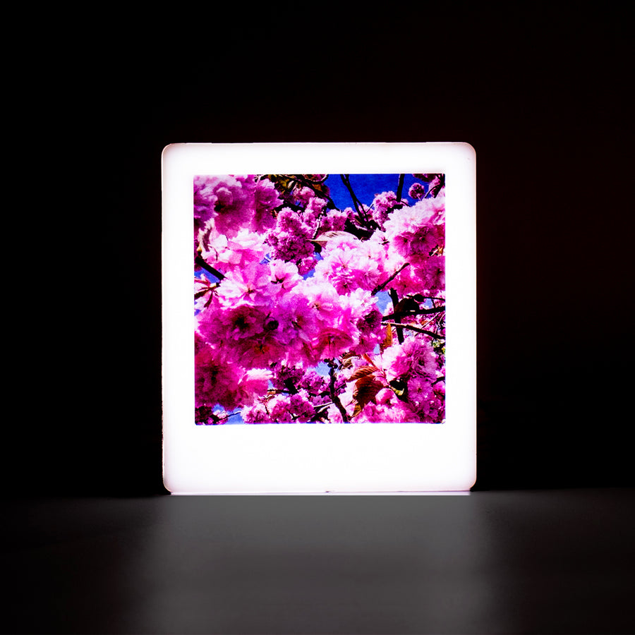 Mini Photo Light Box - Rose Gold - Locomocean Ltd
